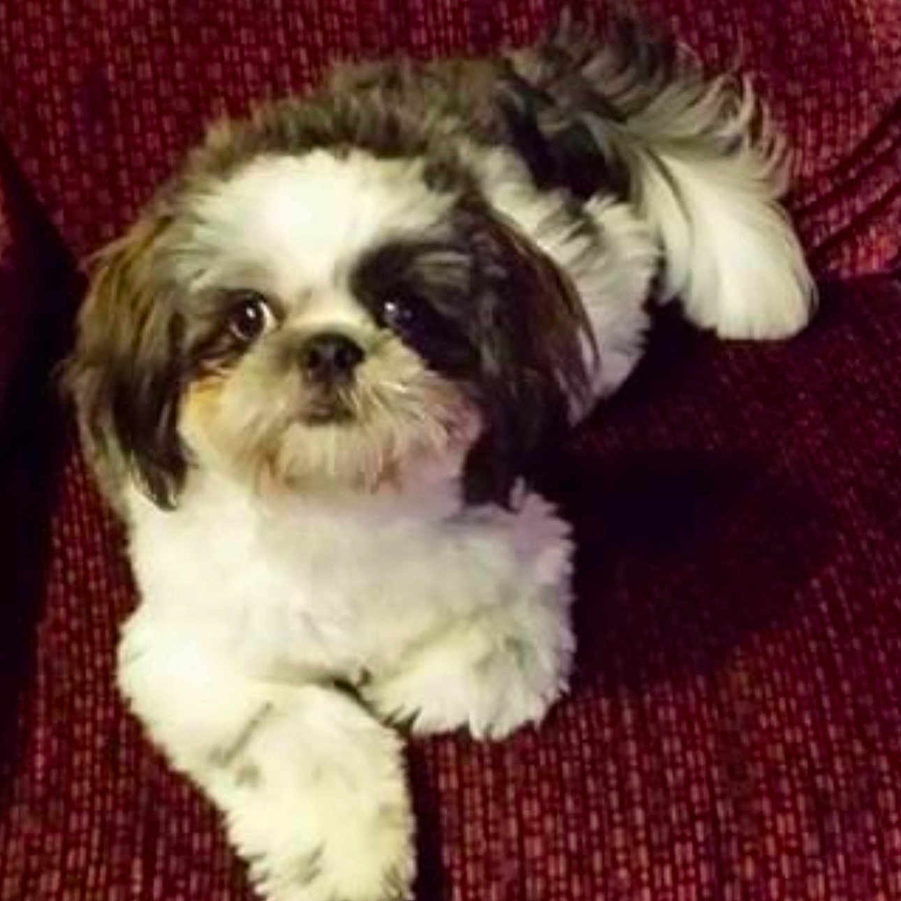 Frisky Brown joined the competition — help win amazing prizes! dog, small_dog, fluffy, white_fur, dark_fur, pet, cute, indoor, couch, red_couch, relaxed, looking_up, animal, companion, fur, friendly, domestic_animal, paw, tail, sitting