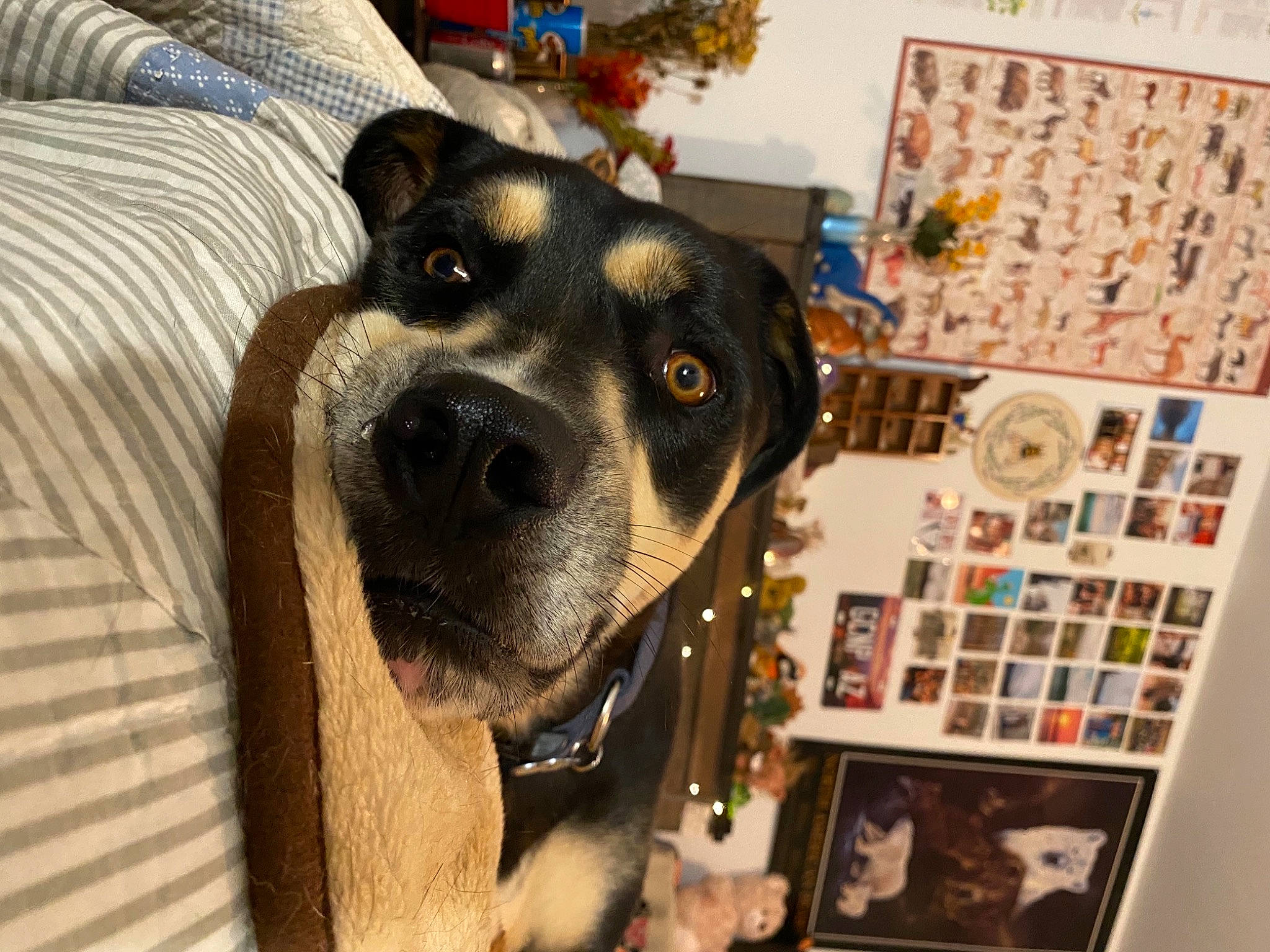 Archie joined the competition — help win amazing prizes! collar, comfort, companion_dog, couch, dog, dog_breed, fawn, fur, guard_dog, house, non_sporting_group, personal_protective_equipment, picture_frame, room, snout, whiskers, working_animal, working_dog