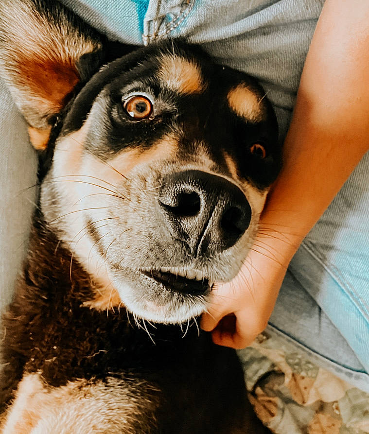 Archie is registered to the contest to win money with this photo: carnivore, collar, companion_dog, dog, dog_breed, dog_collar, ear, eye, fashion_accessory, fawn, fur, herding_dog, human_leg, leash, selfie, siberian_husky, snout, sporting_group, whiskers, working_animal