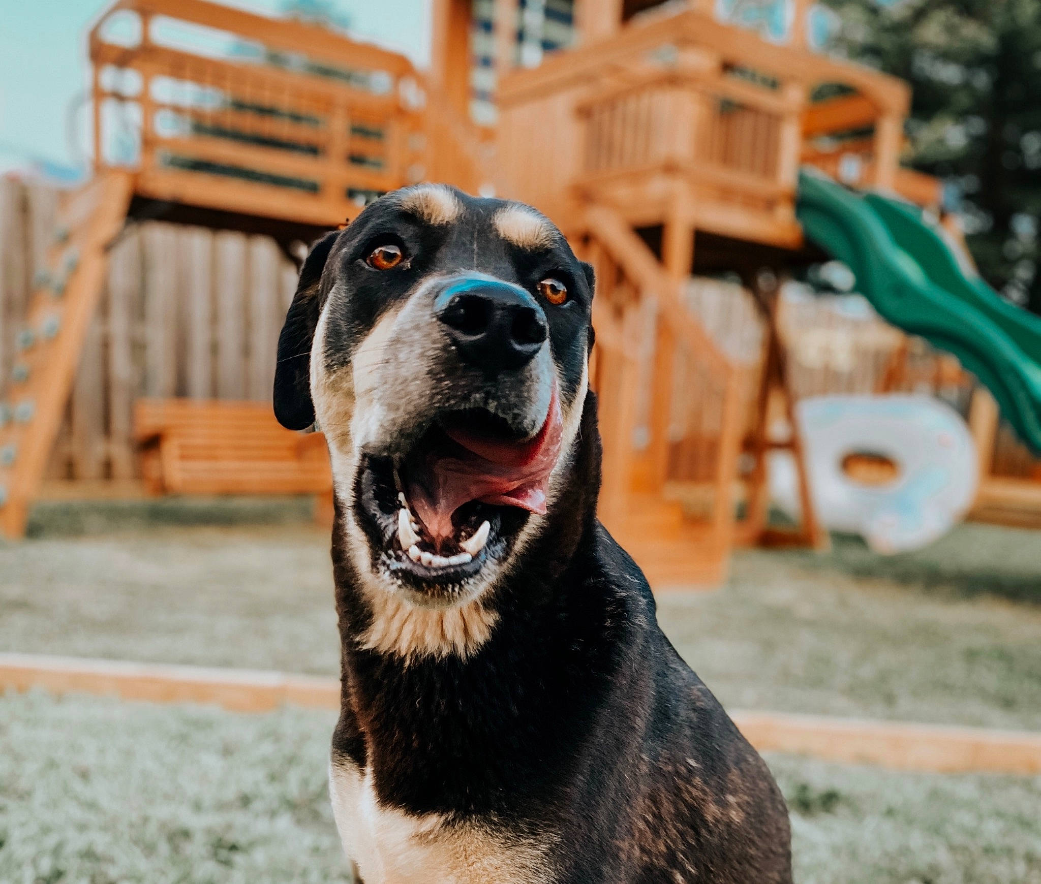 Archie joined the competition — help win amazing prizes! australian_cattle_dog, ball, canidae, carnivore, collar, companion_dog, dog, dog_breed, fawn, fur, guard_dog, outdoor_furniture, paw, plant, sporting_group, street_dog, terrestrial_animal, whiskers, window, working_dog