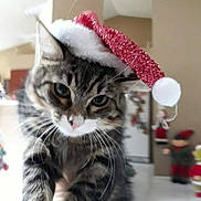 Journey Girl joined the competition — help win amazing prizes! american_shorthair, american_wirehair, asian, carnivore, cat, domestic_short_haired_cat, dragon_li, european_shorthair, felidae, fur, hat, kitten, mammal, norwegian_forest_cat, pixie_bob, small_to_medium_sized_cats, snout, tabby_cat, toyger, whiskers