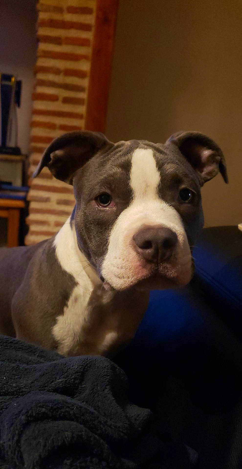 Theïa participe au concours pour gagner de l'argent avec cette photo : bored, boston_terrier, canidae, carnivore, comfort, companion_dog, dog, dog_breed, ear, fawn, non_sporting_group, snout, sporting_group, terrestrial_animal, whiskers, working_animal