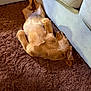 Sookie is registered to the contest to win money with this photo: dog, puppy, golden_retriever, carpet, indoor, couch, relaxed, sleeping, fluffy, fur, pet, animal, cozy, comfortable, resting, home, side_view, canine, cute, young