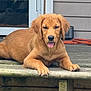 Sookie is registered to the contest to win money with this photo: dog, golden_retriever, puppy, tongue_out, wooden_porch, outdoor, pet, animal, canine, relaxed, lying_down, young_dog, tongue, fur, ears, paw, house, step, sunlight, daytime