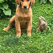 Sookie is registered to the contest to win money with this photo: dog, puppy, golden_retriever, grass, greenery, leaves, plants, nature, outdoor, pet, cute, animal, fur, sitting, stump, young, canine, adorable, portrait, garden