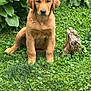 dog, puppy, golden_retriever, grass, greenery, leaves, plants, nature, outdoor, pet, cute, animal, fur, sitting, stump, young, canine, adorable, portrait, garden