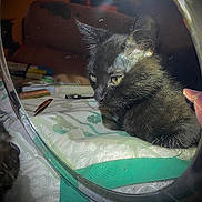 Baby Kat joined the competition — help win amazing prizes! black_cat, kitten, mirror, reflection, indoor, bed, blanket, curious, feline, pet, animal, close_up, soft_lighting, fur, whiskers, yellow_eyes, resting, household_items, fabric, shadow