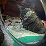 black_cat, kitten, mirror, reflection, indoor, bed, blanket, curious, feline, pet, animal, close_up, soft_lighting, fur, whiskers, yellow_eyes, resting, household_items, fabric, shadow