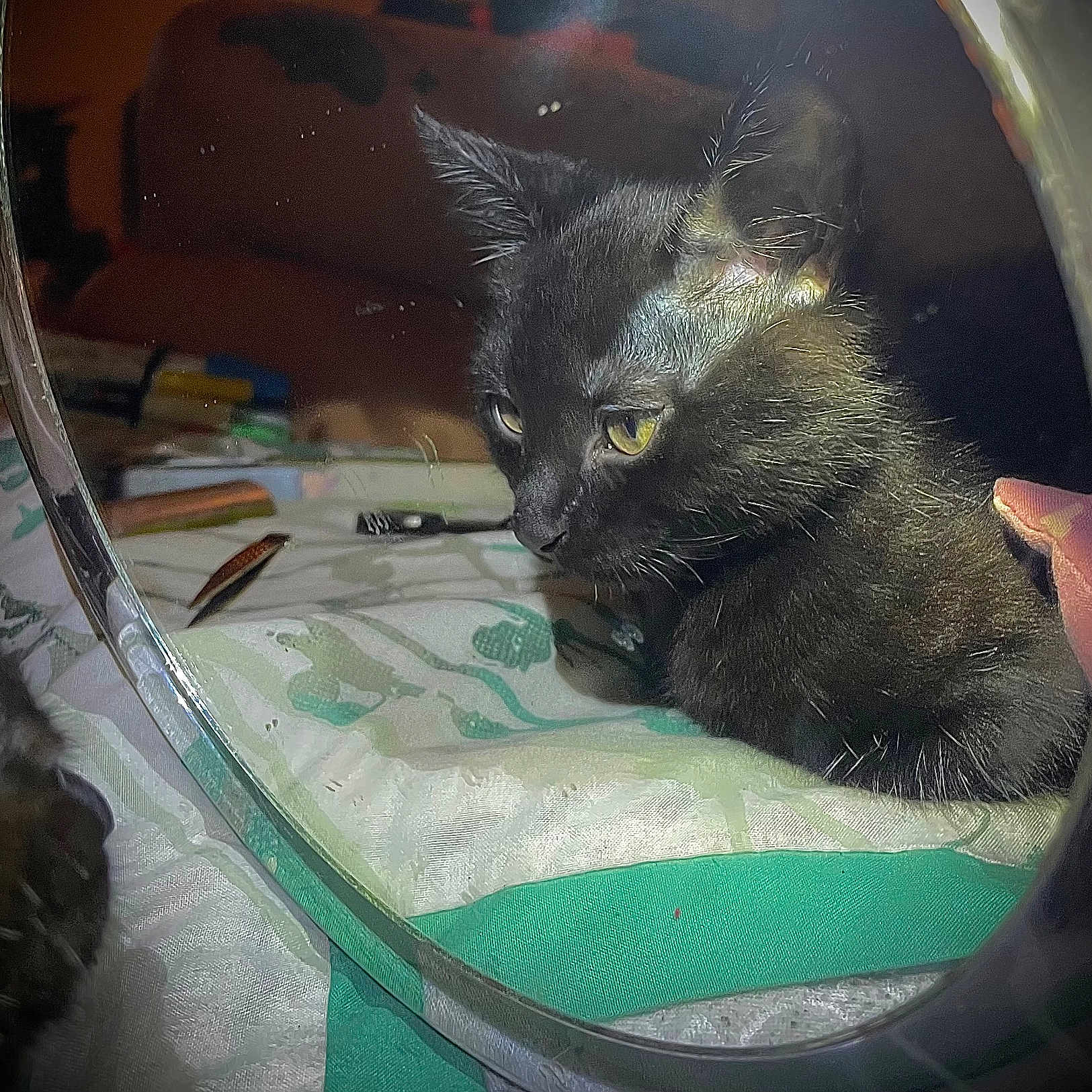 Baby Kat joined the competition — help win amazing prizes! animal, bed, black_cat, blanket, close_up, curious, fabric, feline, fur, household_items, indoor, kitten, mirror, pet, reflection, resting, shadow, soft_lighting, whiskers, yellow_eyes