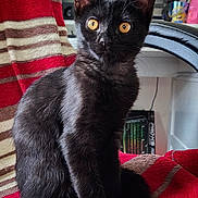 Azya participe au concours pour gagner de l'argent avec cette photo : cat, kitten, black_cat, pet, animal, indoor, blanket, striped_blanket, chair, furniture, orange_eyes, curious, sitting, portrait, domestic_cat, feline, cute, alert, young_cat, cozy