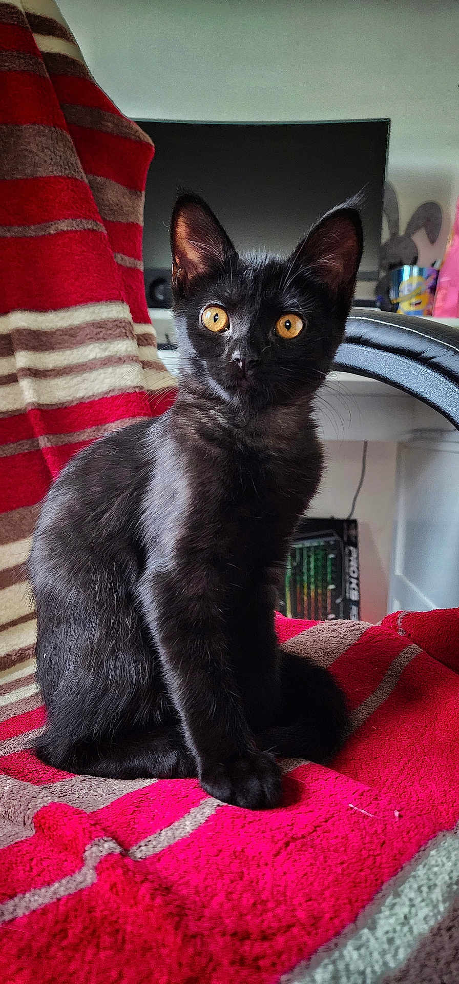 Azya participe au concours pour gagner de l'argent avec cette photo : cat, kitten, black_cat, pet, animal, indoor, blanket, striped_blanket, chair, furniture, orange_eyes, curious, sitting, portrait, domestic_cat, feline, cute, alert, young_cat, cozy