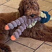 Charlie is registered to the contest to win money with this photo: dog, brown_dog, shaggy, fluffy, long_hair, pet, toy, plush_toy, caterpillar, colorful_toy, chewing, lying_down, indoor, tile_floor, home, closeup, fur, black_nose, relaxed, playful