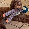 dog, brown_dog, shaggy, fluffy, long_hair, pet, toy, plush_toy, caterpillar, colorful_toy, chewing, lying_down, indoor, tile_floor, home, closeup, fur, black_nose, relaxed, playful