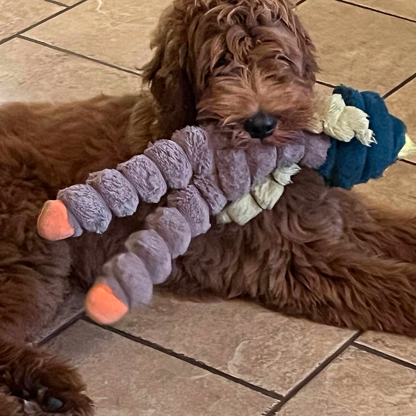 Charlie is registered to the contest to win money with this photo: dog, brown_dog, shaggy, fluffy, long_hair, pet, toy, plush_toy, caterpillar, colorful_toy, chewing, lying_down, indoor, tile_floor, home, closeup, fur, black_nose, relaxed, playful