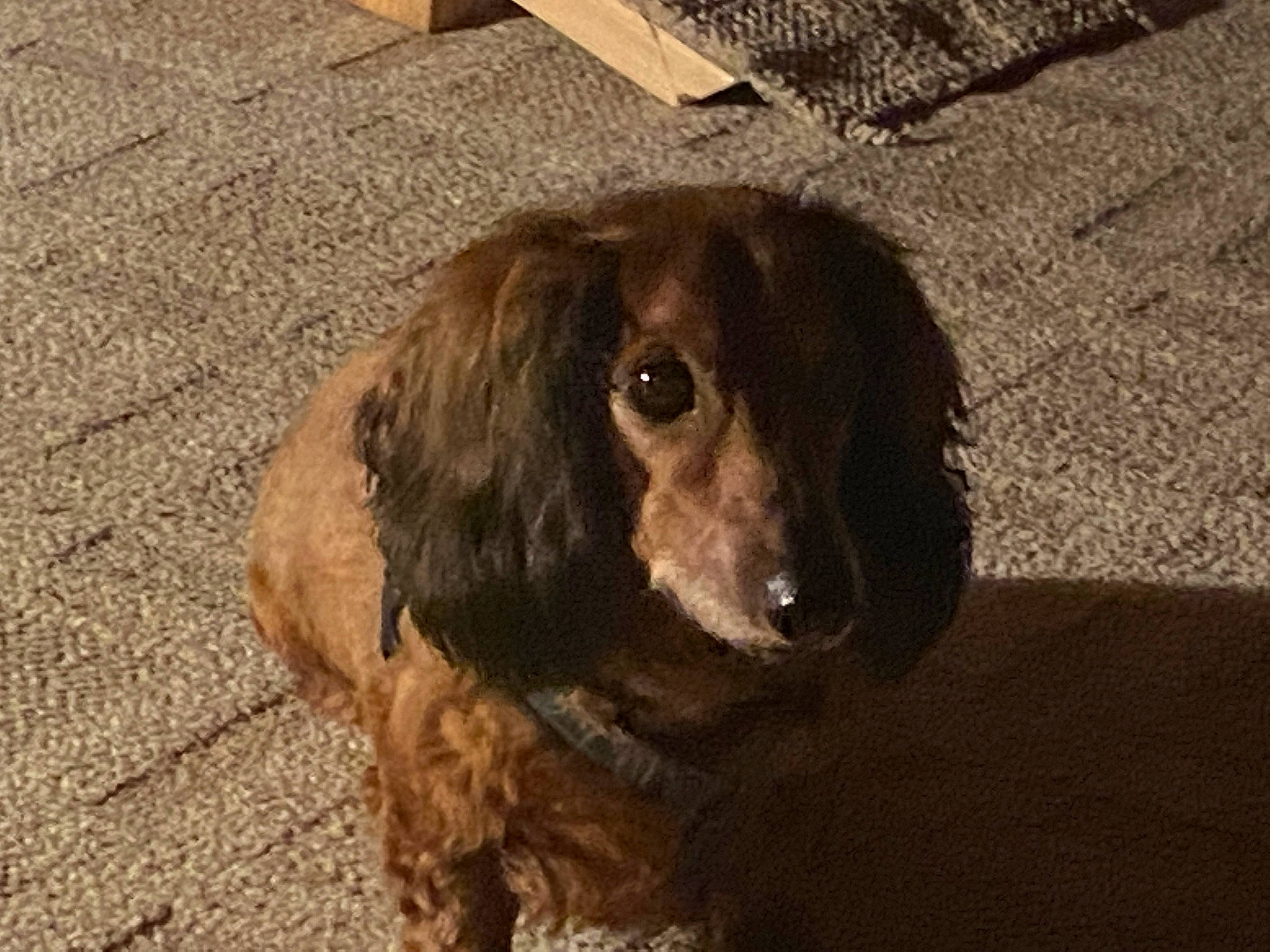 Scooby Doo is registered to the contest to win money with this photo: carnivore, cocker_spaniel, companion_dog, dog, dog_breed, flooring, fur, gun_dog, hound, hunting_dog, liver, spaniel, whiskers, wood, working_animal
