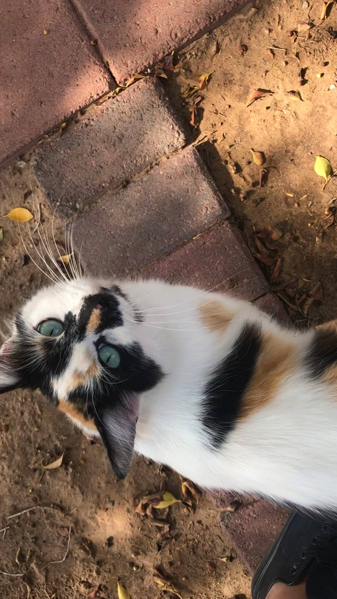 Superfast is registered to the contest to win money with this photo: carnivore, cat, companion_dog, dog_breed, domestic_short_haired_cat, eye, felidae, fur, paw, road, shadow, small_to_medium_sized_cats, snout, sporting_group, tail, terrestrial_animal, tints_and_shades, whiskers, wildlife, wood