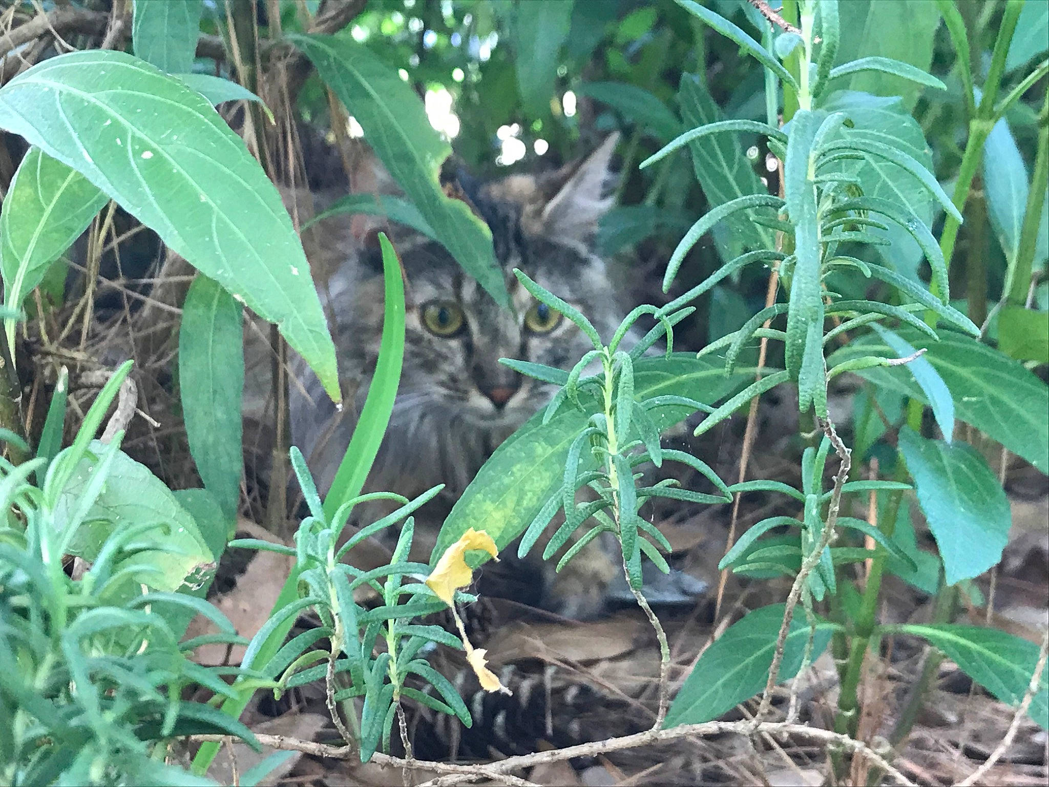 Callie is registered to the contest to win money with this photo: adaptation, botany, flower, forest, herb, jungle, leaf, organism, plant, plant_stem, rainforest, soil, subshrub, terrestrial_plant