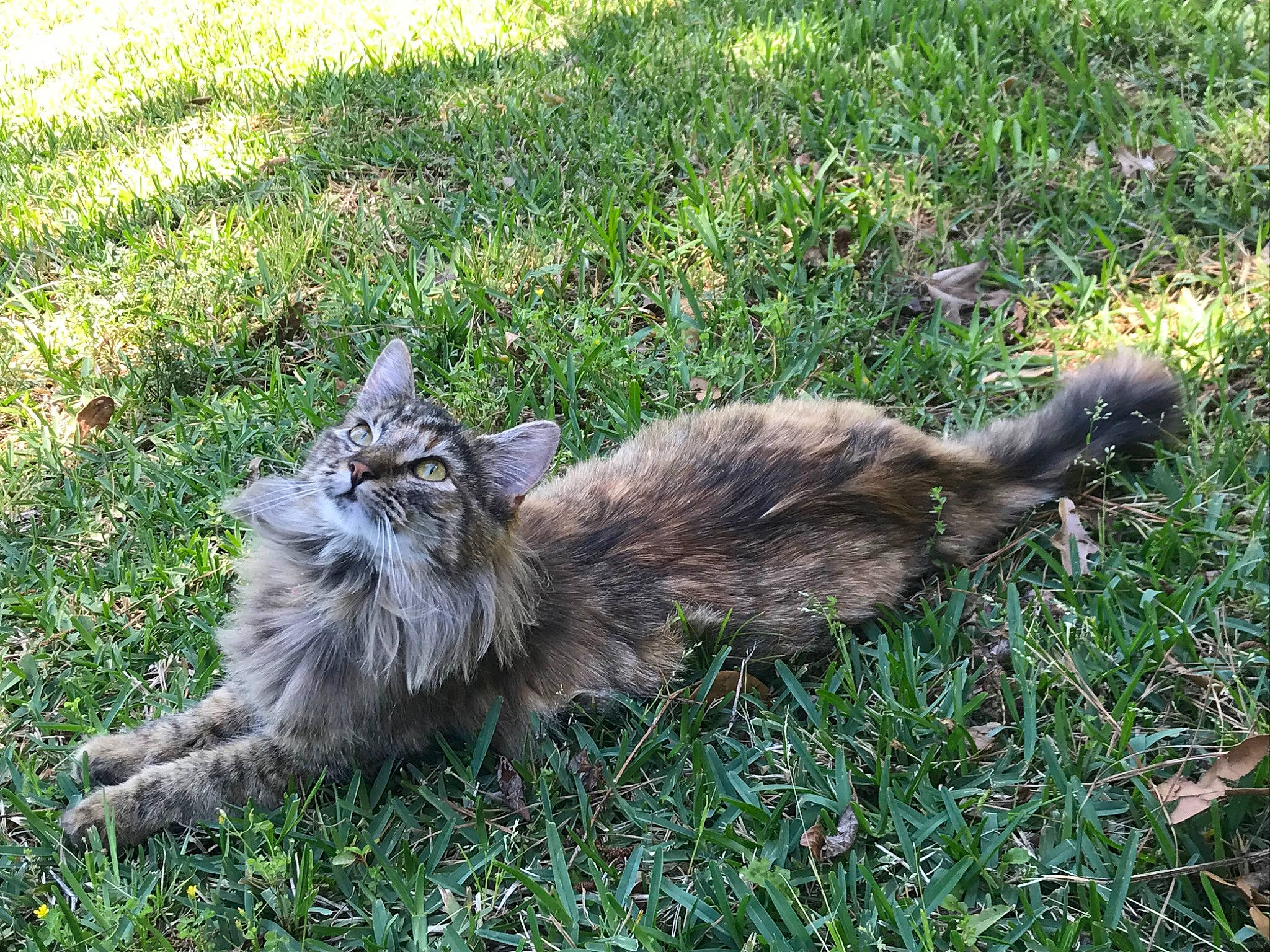 Callie joined the competition — help win amazing prizes! asian_semi_longhair, carnivore, cat, domestic_long_haired_cat, felidae, fur, grass, maine_coon, norwegian_forest_cat, plant, siberian, small_to_medium_sized_cats, tail, whiskers, wild_cat, wildlife