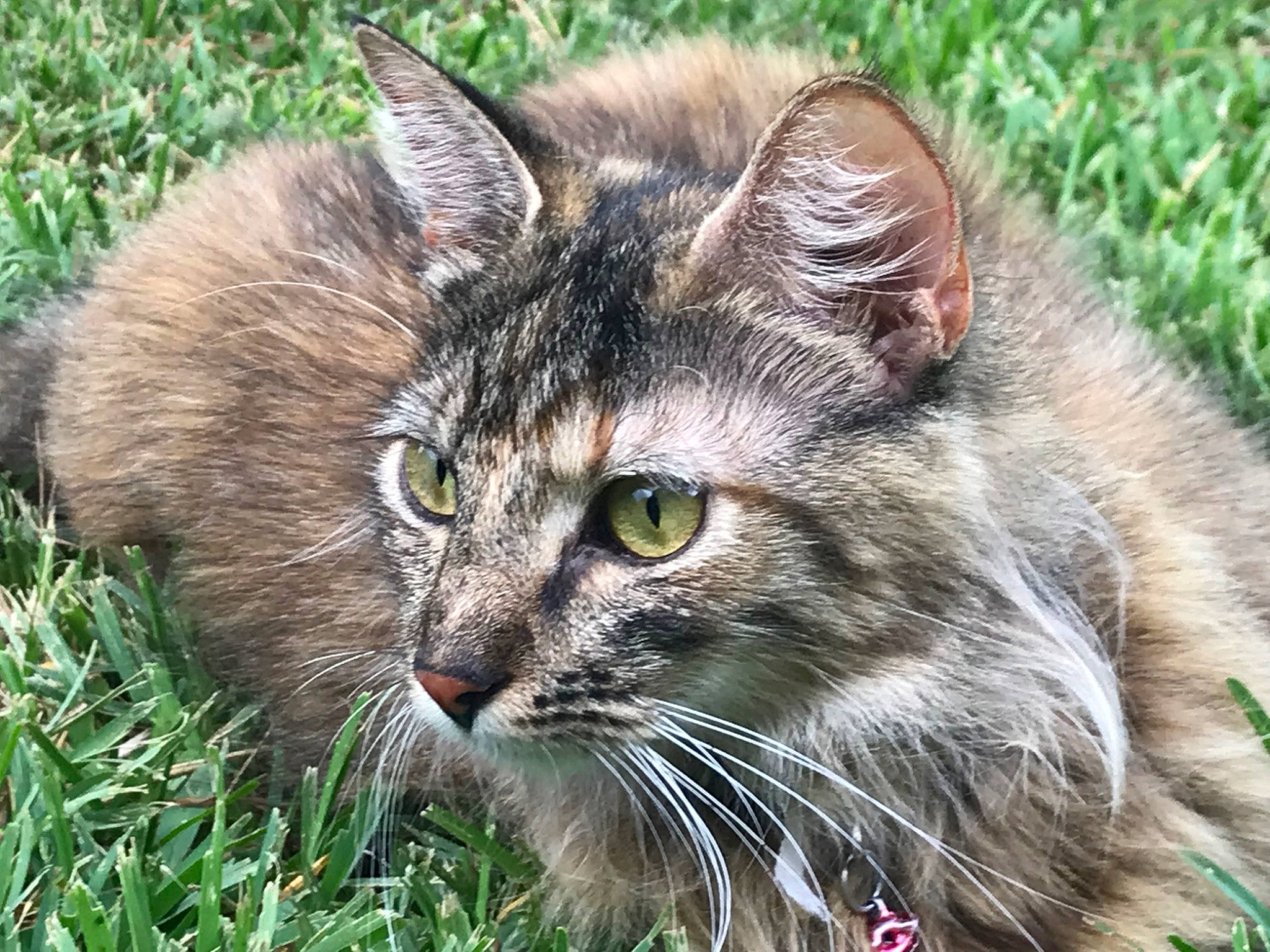 Callie is registered to the contest to win money with this photo: american_curl, asian_semi_longhair, british_semi_longhair, carnivore, cat, domestic_long_haired_cat, domestic_short_haired_cat, european_shorthair, felidae, grass, maine_coon, mammal, norwegian_forest_cat, pixie_bob, plant, siberian, small_to_medium_sized_cats, tabby_cat, whiskers, wild_cat
