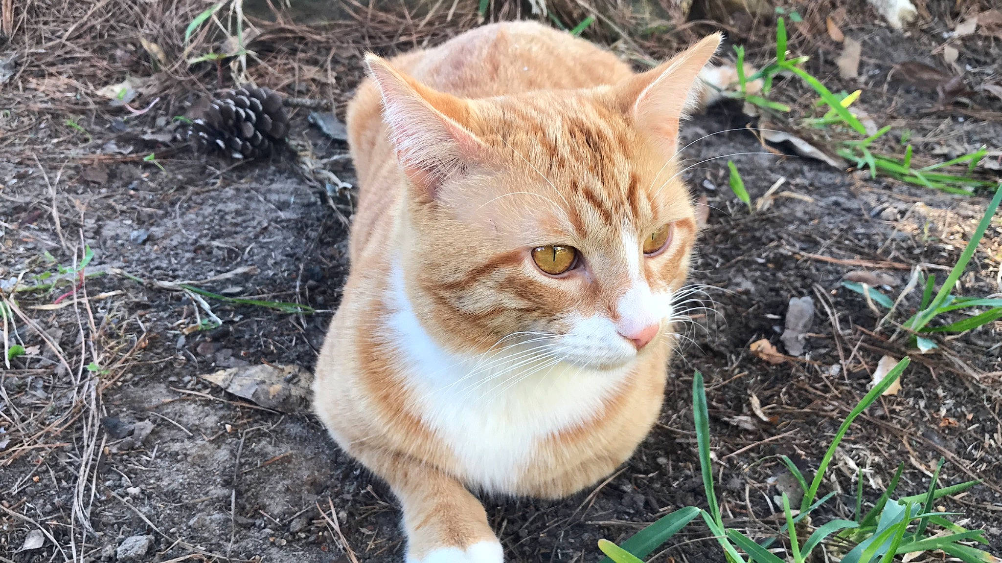 Dwight is registered to the contest to win money with this photo: aegean_cat, arabian_mau, asian, carnivore, cat, domestic_short_haired_cat, european_shorthair, fawn, felidae, german_rex, grass, mammal, small_to_medium_sized_cats, tabby_cat, whiskers, wild_cat