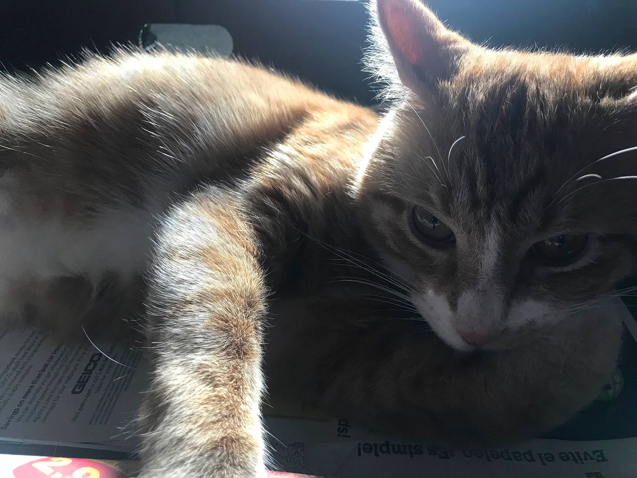 Dwight is registered to the contest to win money with this photo: aegean_cat, american_wirehair, asian, carnivore, cat, domestic_short_haired_cat, dragon_li, european_shorthair, felidae, fur, kitten, polydactyl_cat, small_to_medium_sized_cats, snout, tabby_cat, tail, whiskers