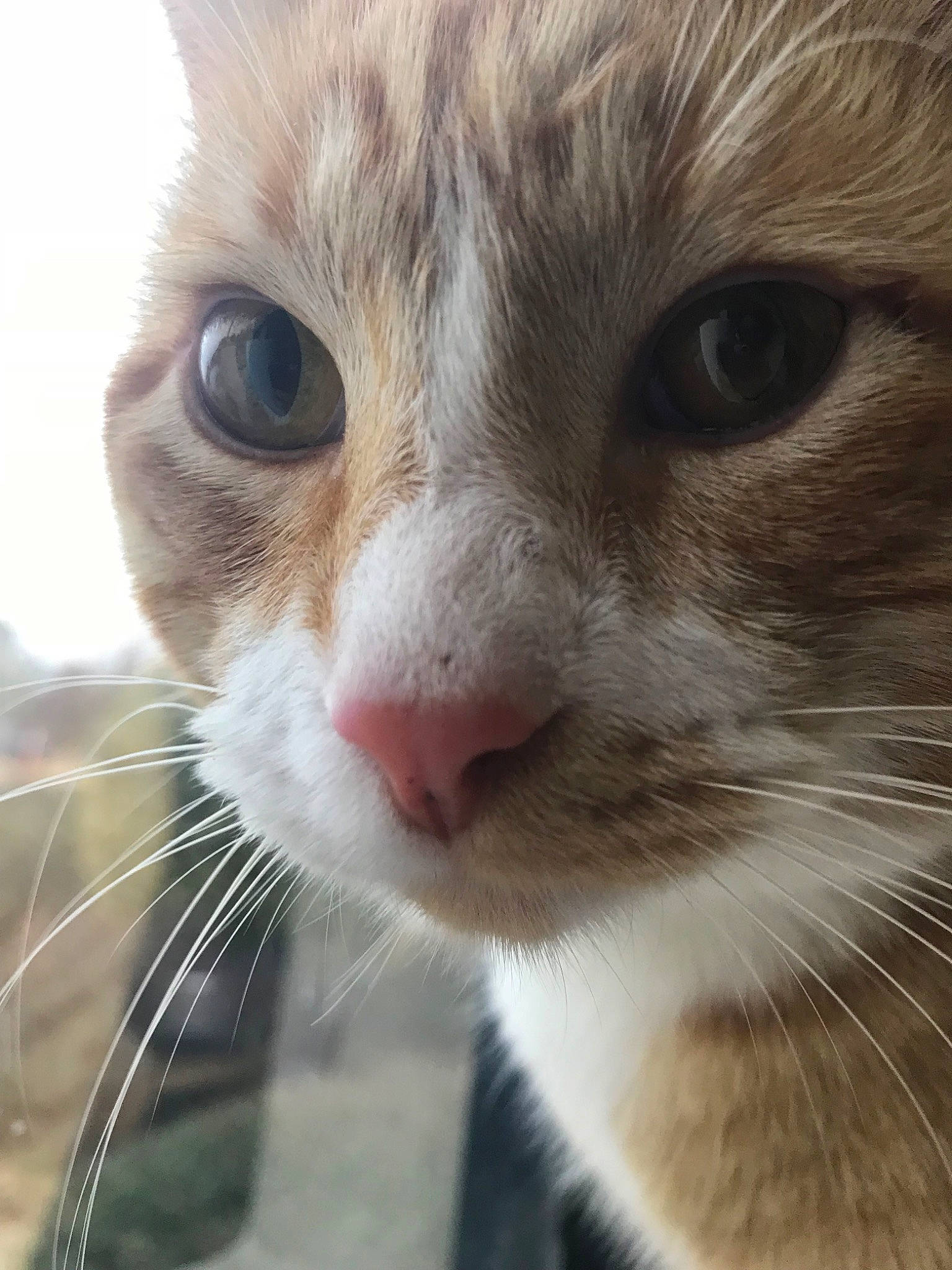 Dwight is registered to the contest to win money with this photo: aegean_cat, american_wirehair, asian, carnivore, cat, close_up, domestic_short_haired_cat, european_shorthair, eye, felidae, fur, kitten, mammal, munchkin, nose, singapura, small_to_medium_sized_cats, snout, tabby_cat, whiskers