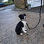 puppy, dog, leash, black_and_white, sitting, outdoor, gravel, stone_wall, tractor, farm, sign, plant_pot, rural, animal, young_dog, collar, pathway, nature, daytime, pet