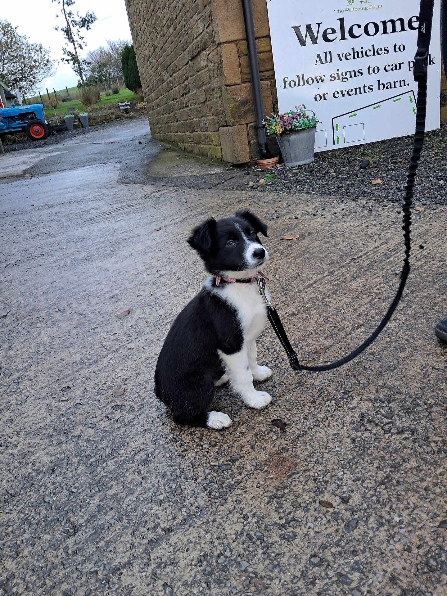Meg is registered to the contest to win money with this photo: puppy, dog, leash, black_and_white, sitting, outdoor, gravel, stone_wall, tractor, farm, sign, plant_pot, rural, animal, young_dog, collar, pathway, nature, daytime, pet