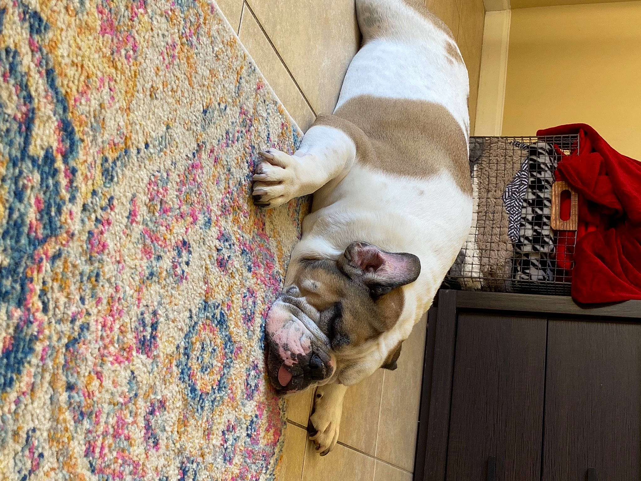 Huff joined the competition — help win amazing prizes! art, canidae, carnivore, comfort, companion_dog, dog, dog_breed, domestic_short_haired_cat, fawn, felidae, flooring, fur, pattern, room, small_to_medium_sized_cats, tail, textile, whiskers, wood, working_animal