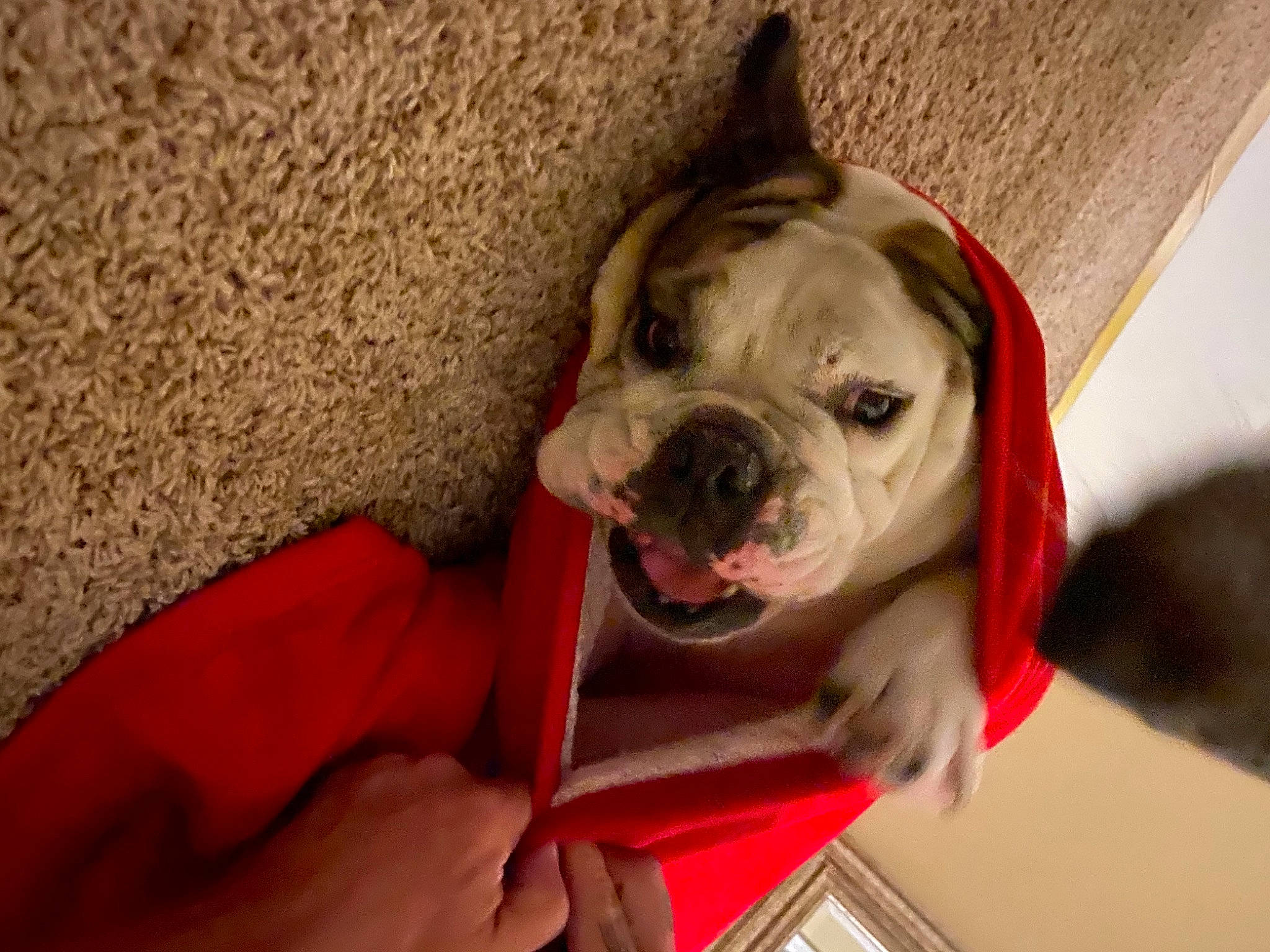 Huff is registered to the contest to win money with this photo: bulldog, canidae, carnivore, collar, companion_dog, dog, dog_breed, dog_collar, fashion_accessory, fawn, flooring, leash, molosser, pet_supply, selfie, snout, sporting_group, whiskers, working_animal, wrinkle