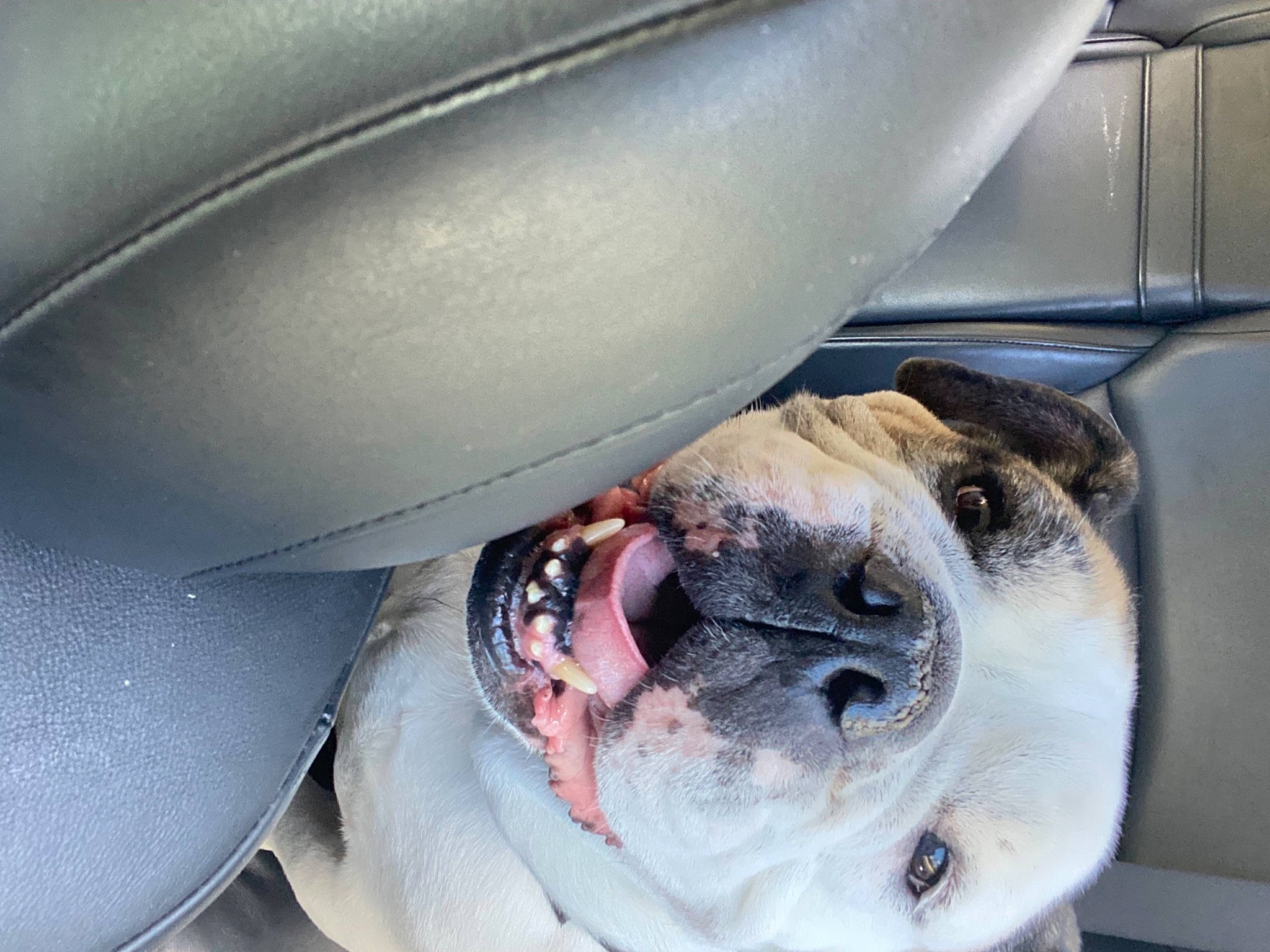 Huff joined the competition — help win amazing prizes! auto_part, automotive_exterior, automotive_lighting, canidae, carnivore, collar, comfort, companion_dog, dog, dog_breed, dog_collar, fawn, fender, jaw, pet_supply, snout, sporting_group, vehicle_door, whiskers, wrinkle