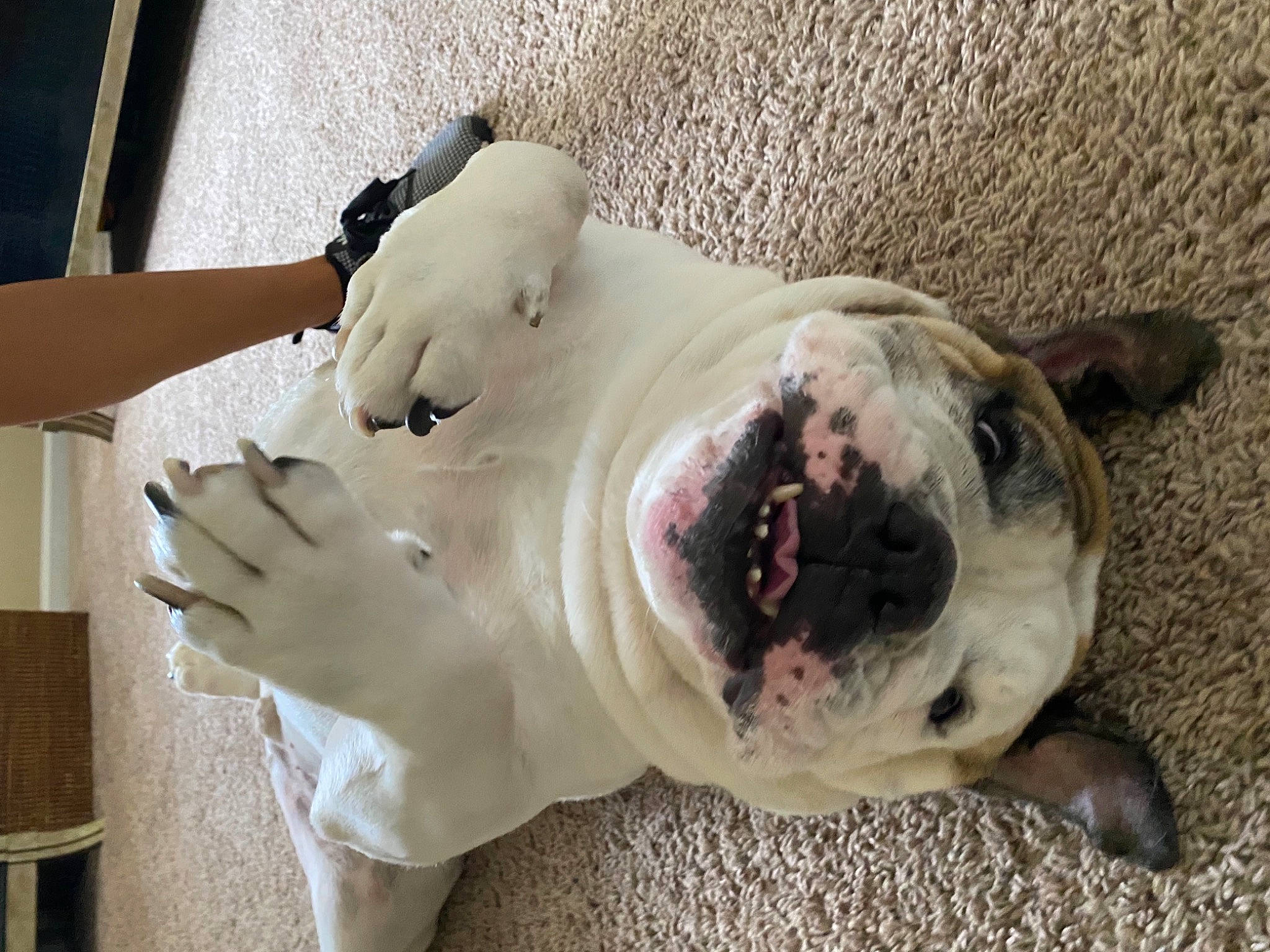 Huff joined the competition — help win amazing prizes! bulldog, canidae, carnivore, collar, companion_dog, dog, dog_breed, fawn, guard_dog, jaw, molosser, olde_english_bulldogge, snout, sporting_group, terrestrial_animal, toy_dog, whiskers, working_animal, working_dog, wrinkle