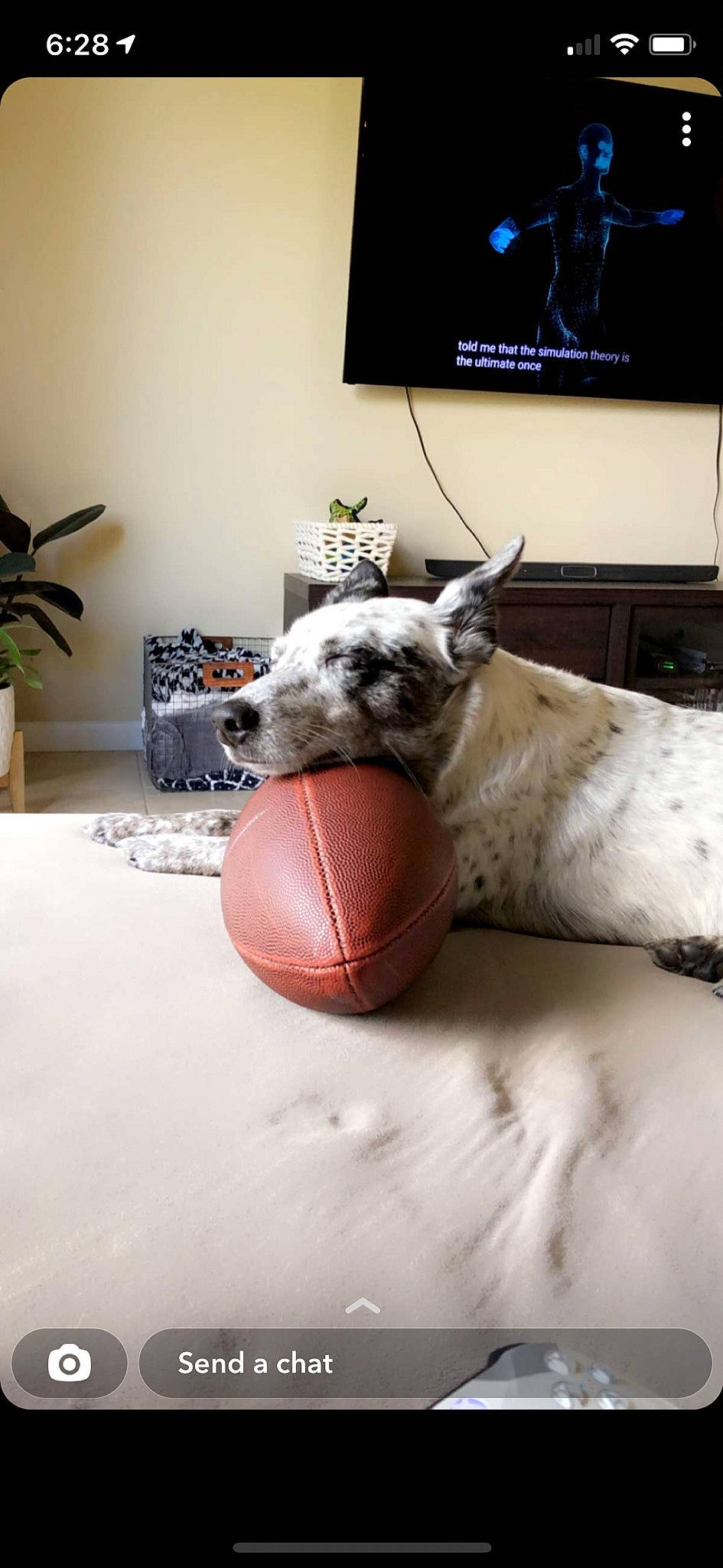 Miso is registered to the contest to win money with this photo: ball, carnivore, comfort, companion_dog, couch, dog, dog_breed, fawn, felidae, floor, flooring, flowerpot, furniture, houseplant, interior_design, living_room, picture_frame, plant, television, toy