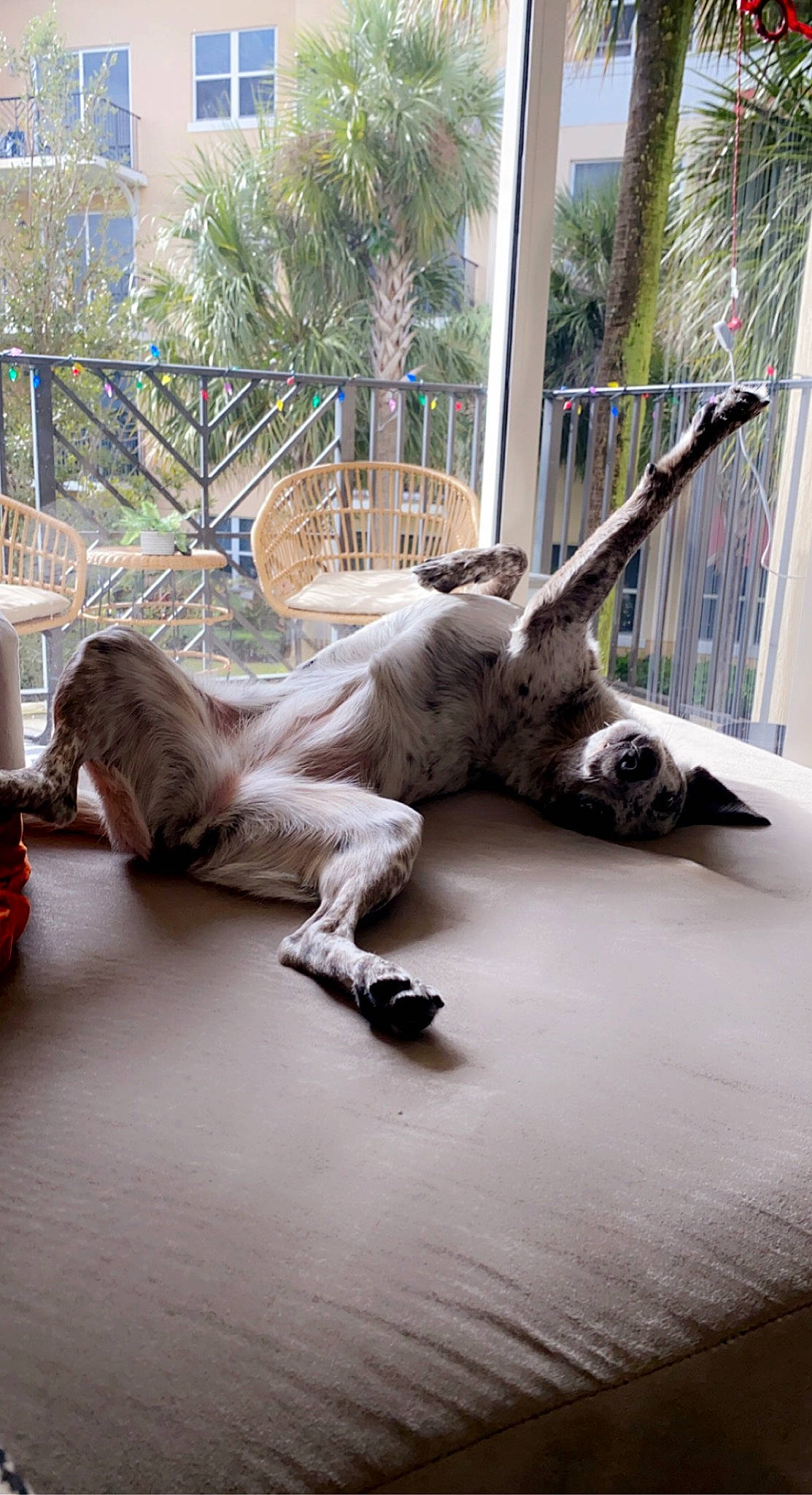 Miso joined the competition — help win amazing prizes! art, event, fawn, floor, flooring, fur, hardwood, horn, leisure, palm_tree, plant, room, sculpture, sporting_group, tail, terrestrial_animal, tree, vertebrate, wood, working_animal