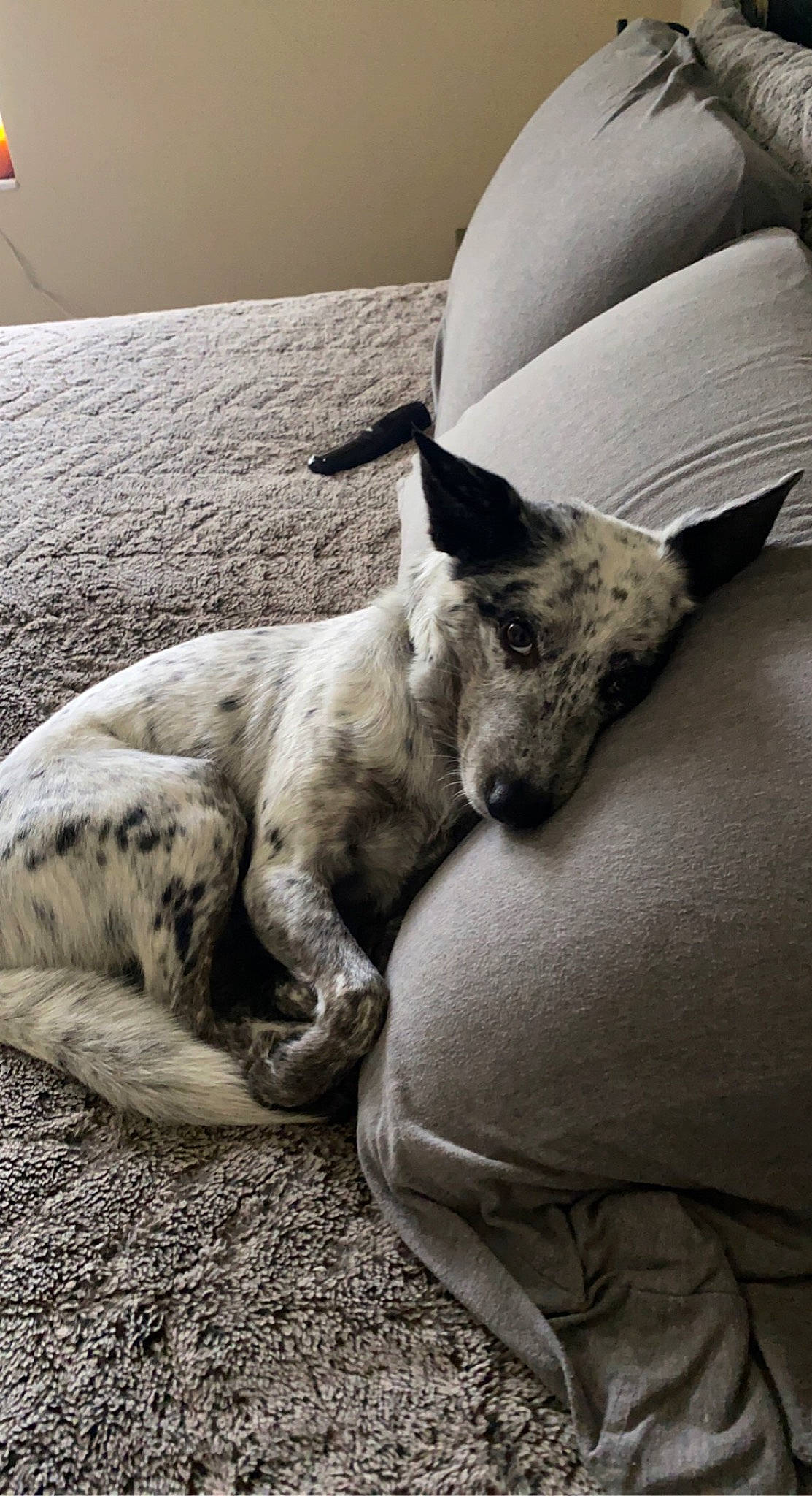 Miso is registered to the contest to win money with this photo: carnivore, cloud, comfort, companion_dog, dog, dog_breed, fawn, grey, human_leg, monochrome, monochrome_photography, nap, paw, snout, tail, terrestrial_animal, tints_and_shades, whiskers, wood, working_animal