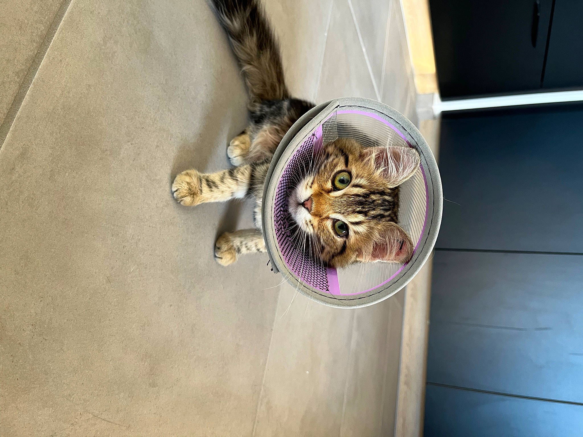 Talya a rejoint le concours — aidez-le/la à gagner de superbes lots ! carnivore, cat, cat_supply, domestic_short_haired_cat, felidae, fur, magenta, metal, plant, small_to_medium_sized_cats, snout, tail, terrestrial_animal, whiskers