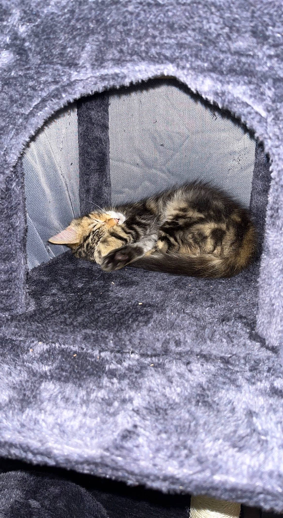 Talya a rejoint le concours — aidez-le/la à gagner de superbes lots ! asphalt, carnivore, cat, claw, domestic_short_haired_cat, eye, felidae, fur, grey, nap, paw, road_surface, small_to_medium_sized_cats, snout, tail, terrestrial_animal, whiskers, wildlife, winter, wood