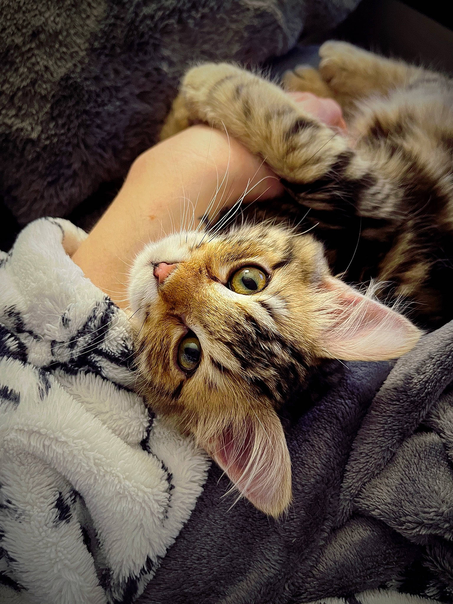 Talya participe au concours pour gagner de l'argent avec cette photo : canidae, carnivore, cat, claw, comfort, domestic_short_haired_cat, ear, eye, fawn, felidae, fur, hug, paw, plant, small_to_medium_sized_cats, snout, terrestrial_animal, textile, whiskers, wildlife