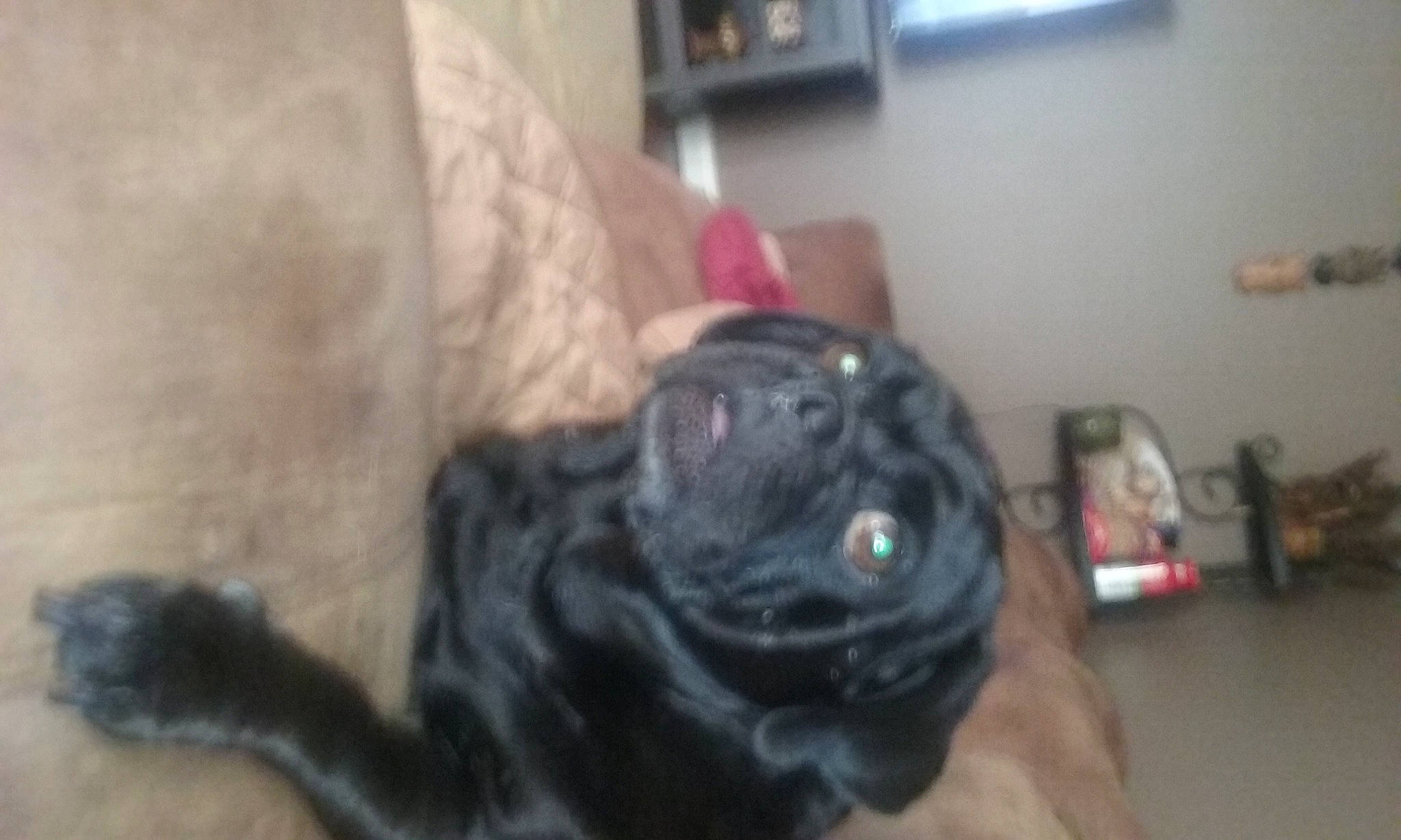 Mr Max joined the competition — help win amazing prizes! canidae, carnivore, cat, dog, dog_breed, fawn, french_bulldog, guard_dog, non_sporting_group, pug, puppy, snout, sporting_group, whiskers