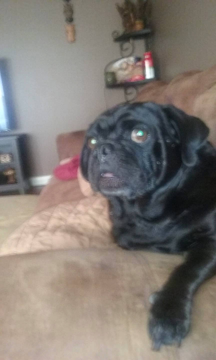 Mr Max joined the competition — help win amazing prizes! bandog, bullmastiff, cane_corso, canidae, carnivore, companion_dog, dog, dog_breed, fawn, guard_dog, mammal, non_sporting_group, pug, snout, sporting_group, vertebrate