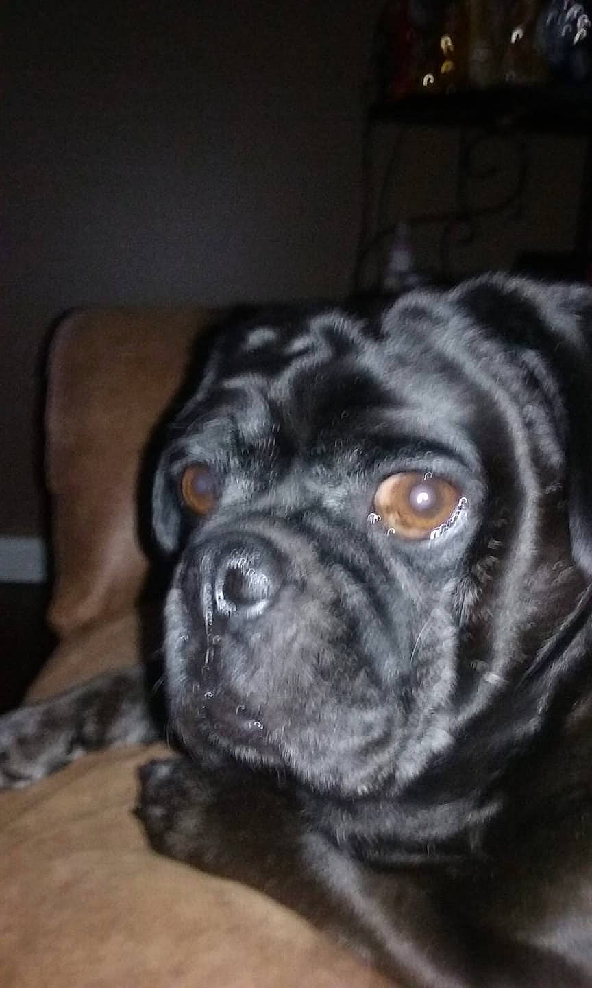 Mr Max is registered to the contest to win money with this photo: canidae, carnivore, companion_dog, dog, dog_breed, fawn, mammal, nose, pug, puggle, puppy, snout, sporting_group, toy_dog, vertebrate, whiskers