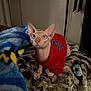 animal, blanket, cat, cozy, curious, cute, domestic_cat, feline, hairless_cat, indoor, looking_up, patterned_blanket, pet, red_sweater, resting, small_pet, soft_texture, sphynx_cat, warm_clothing, wide_eyes