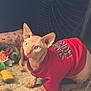 animal, blue_eyes, carpet, cat, close_up, curious, cute, domestic_animal, fan, feline, hairless_cat, indoor, pet, pet_clothing, playful, red_shirt, relaxed, sphynx_cat, toys, wrinkled_skin