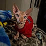 animal, blanket, cat, close_up, cozy, curious, cute, domestic_cat, ears, eyes, feline, hairless_cat, indoor, patterned_blanket, pet, portrait, red_sweater, resting, sphynx_cat, wrinkles