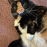 Reese is registered to the contest to win money with this photo: cat, calico, pet, animal, feline, fur, whiskers, paw, carpet, indoor, cute, relaxed, lying_down, curious, closeup, domestic, mammal, portrait, soft, colorful