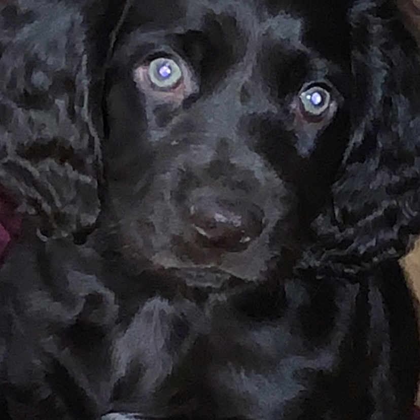 Polly