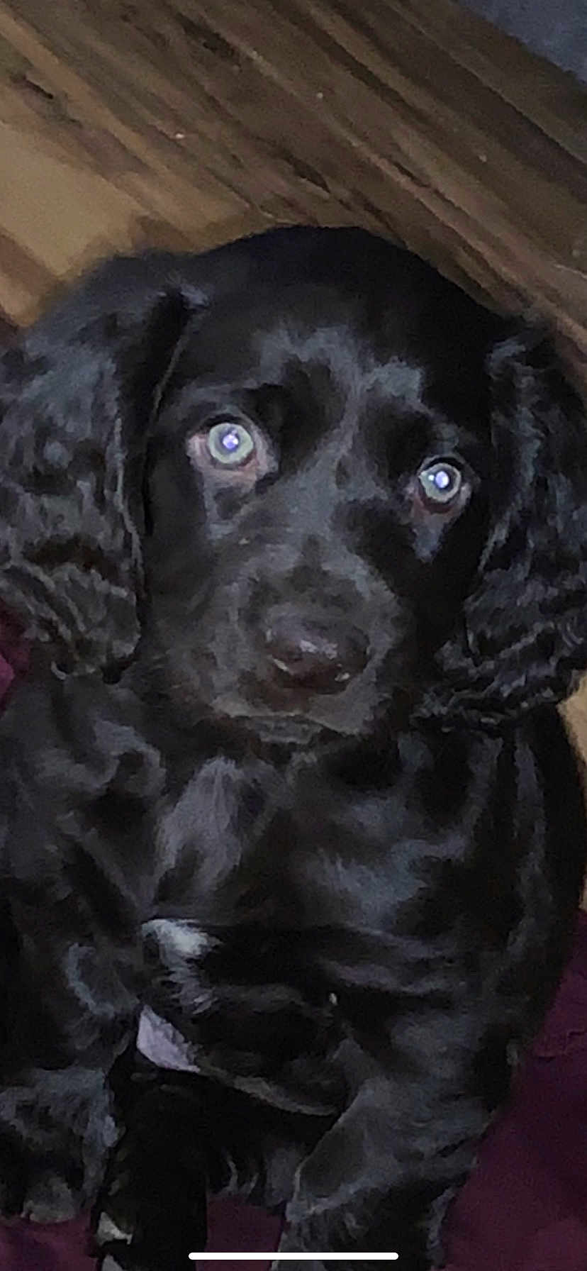 Polly