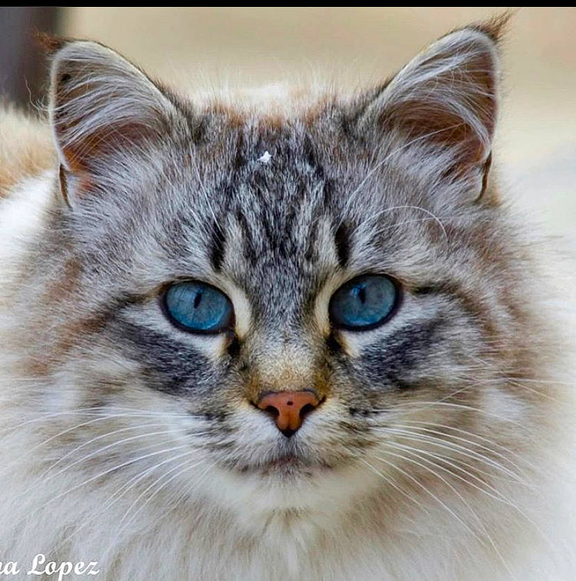 Buddy Boo Boo is registered to the contest to win money with this photo: aegean_cat, american_bobtail, asian, asian_semi_longhair, british_semi_longhair, carnivore, cat, domestic_long_haired_cat, european_shorthair, eye, felidae, iris, mammal, norwegian_forest_cat, siberian, small_to_medium_sized_cats, snout, tabby_cat, vertebrate, whiskers