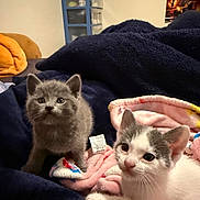 Prince joined the competition — help win amazing prizes! kitten, cat, pets, cute, indoor, blanket, fleece, bed, cozy, curious, animal, fur, whiskers, ears, playful, young, resting, domestic, furniture, room