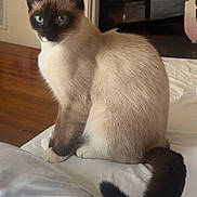 Oscar joined the competition — help win amazing prizes! cat, siamese, blue_eyes, sitting, indoor, pet, animal, tail, fur, whiskers, face, ears, wood_floor, furniture, home, cozy, domestic, cute, looking, resting